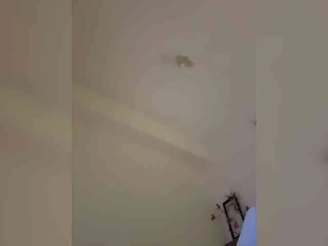 DilaraSecret